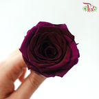 8 Blooms Preserved Roses - Plum