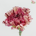 Carnation - Princess Maya 玛雅公主 (18-20 Stems)