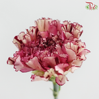 Carnation - Princess Maya 玛雅公主 (18-20 Stems)