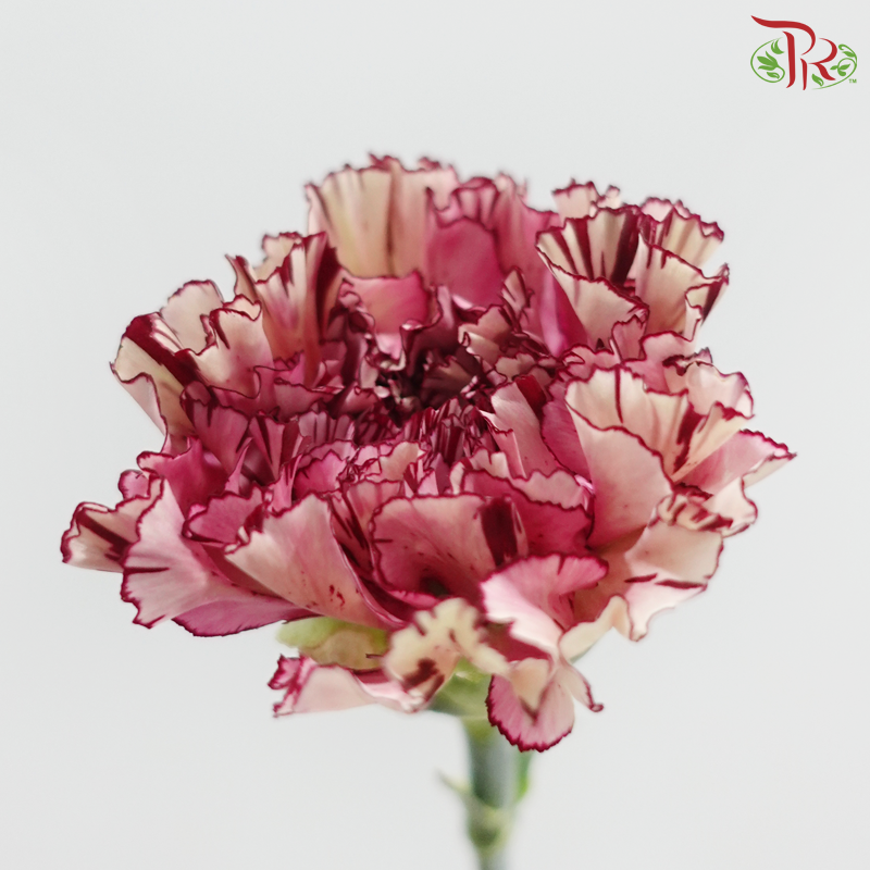 Carnation - Princess Maya 玛雅公主 (18-20 Stems)