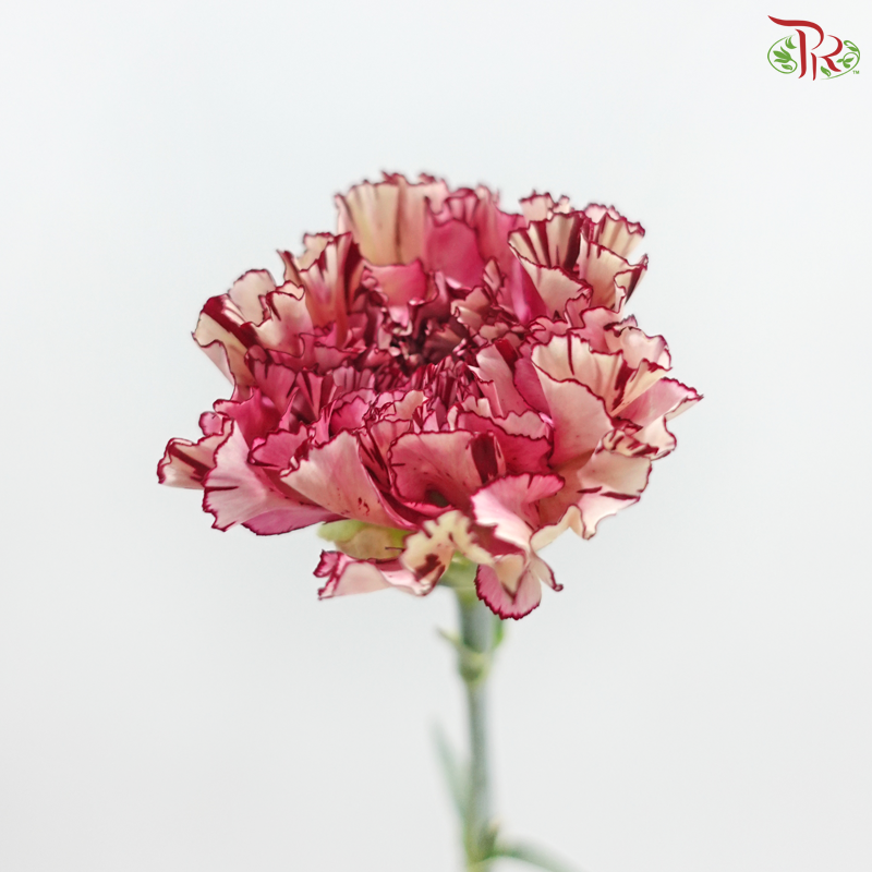 Carnation - Princess Maya 玛雅公主 (18-20 Stems)