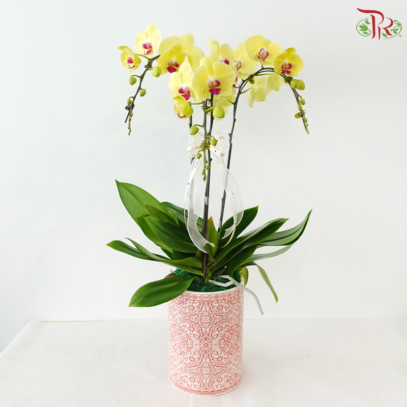 Prosperity Orchid Trio (With Pot Color Option)