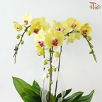Prosperity Orchid Trio (With Pot Color Option)