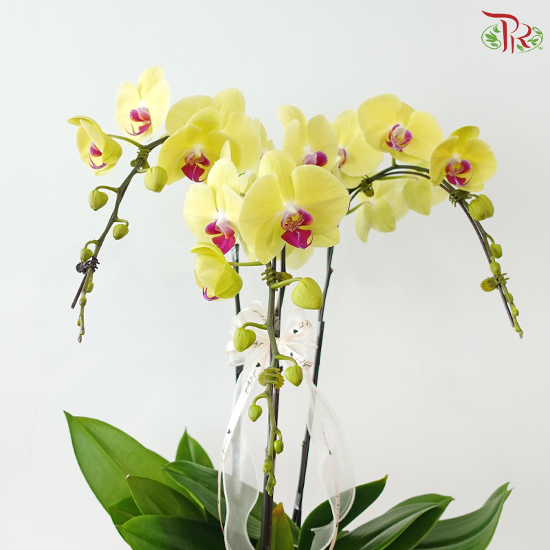 Prosperity Orchid Trio (With Pot Color Option)