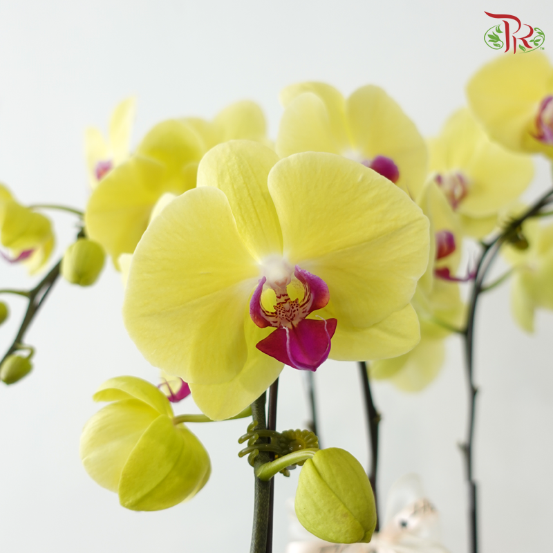 Prosperity Orchid Trio (With Pot Color Option)