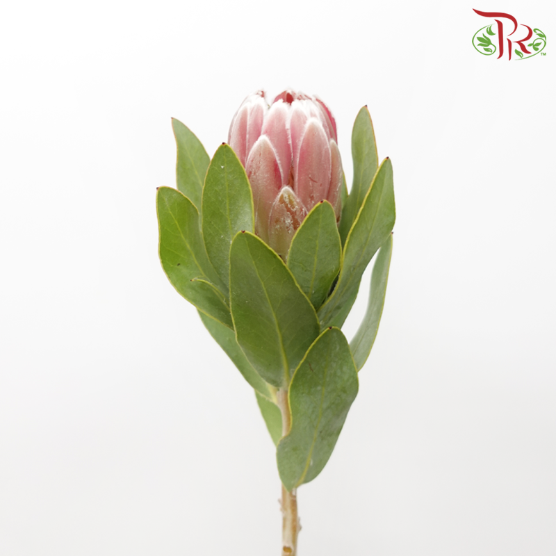Protea - Penny Pink (2 Stems)
