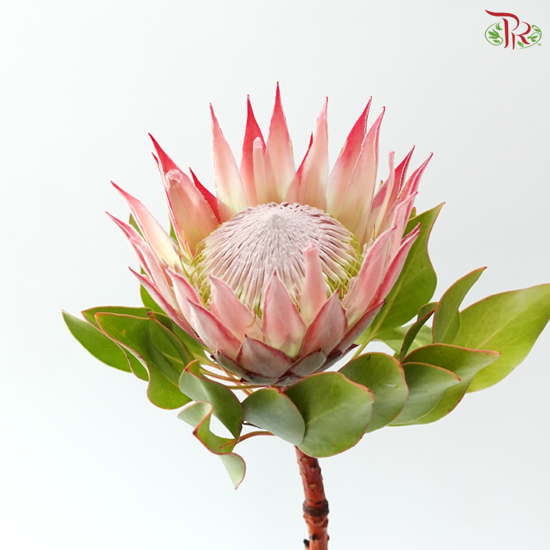 Protea Cynaroide Medium (Per Stem)