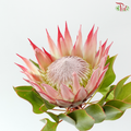 Protea Cynaroide Medium (Per Stem)