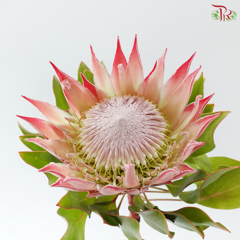 Protea Cynaroide Medium (Per Stem)