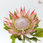 Protea Cynaroide Medium (Per Stem)