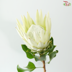 Protea Cynaroides - White (Per Stem)