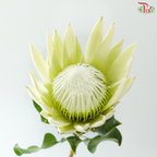 Protea Cynaroides - White (Per Stem)