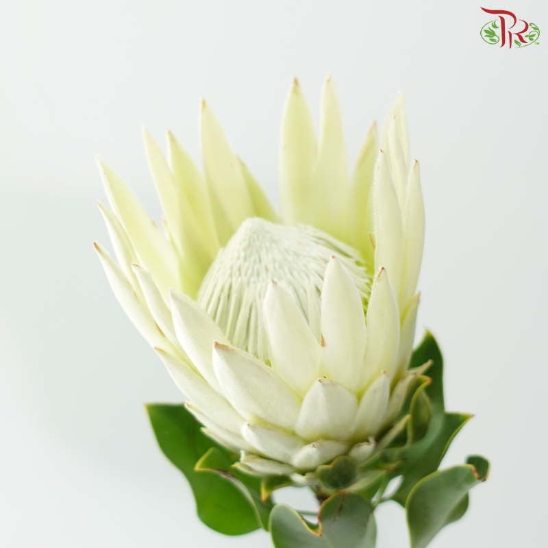 Protea Cynaroides - White (Per Stem)