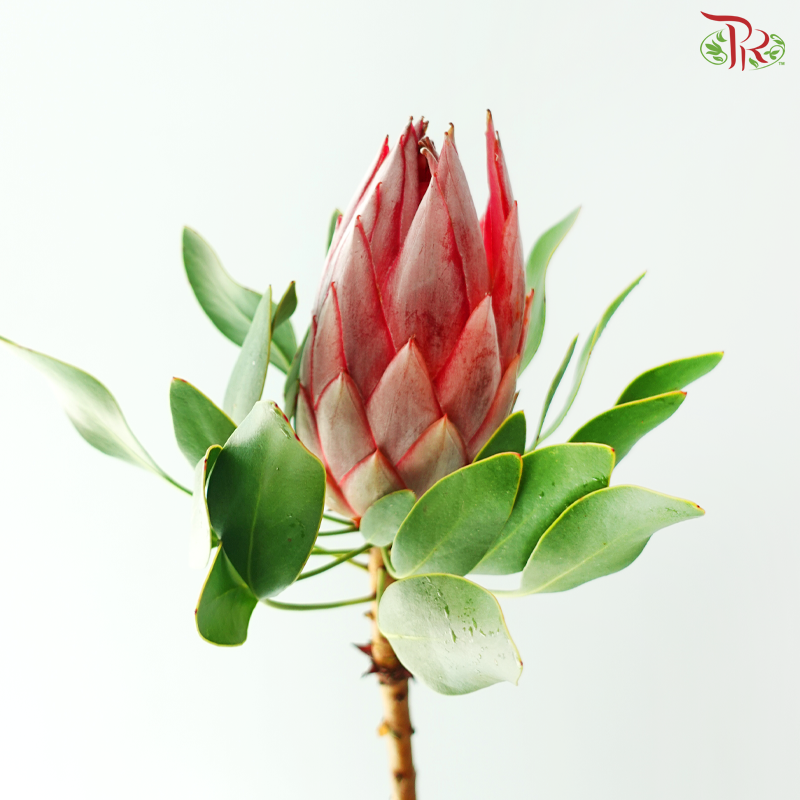 Protea King Stellar - (Per Stem)