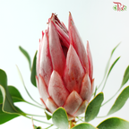 Protea King Stellar - (Per Stem)
