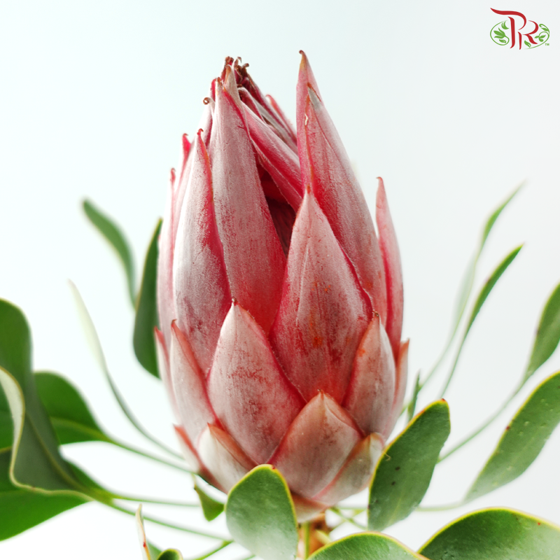 Protea King Stellar - (Per Stem)