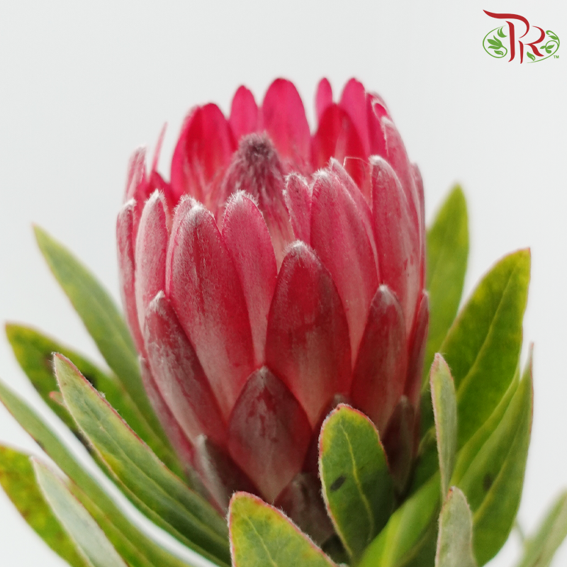 Protea Princess - Pink Ice (2 Stems)
