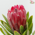 Protea Princess - Pink Ice (2 Stems)