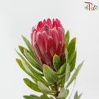 Protea Princess - Pink Ice (2 Stems)