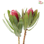 Protea Red Sensation (2 Stems)