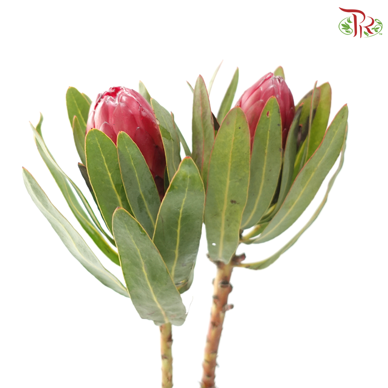 Protea Red Sensation (2 Stems)