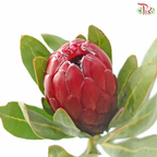 Protea Red Sensation (2 Stems)