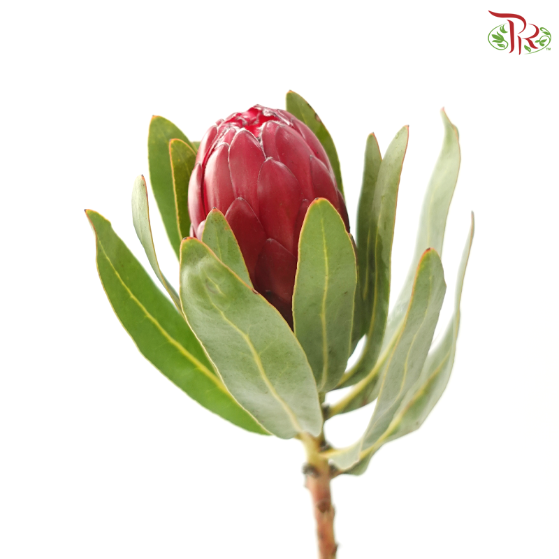 Protea Red Sensation (2 Stems)