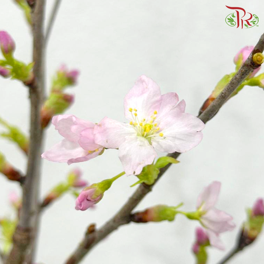 Prunus Pink - (Per Stem) ***Fragile