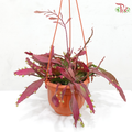 Pseudorphipsalis P170《发财红珍珠》