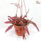 Pseudorphipsalis P170《发财红珍珠》