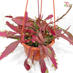 Pseudorphipsalis P170《发财红珍珠》