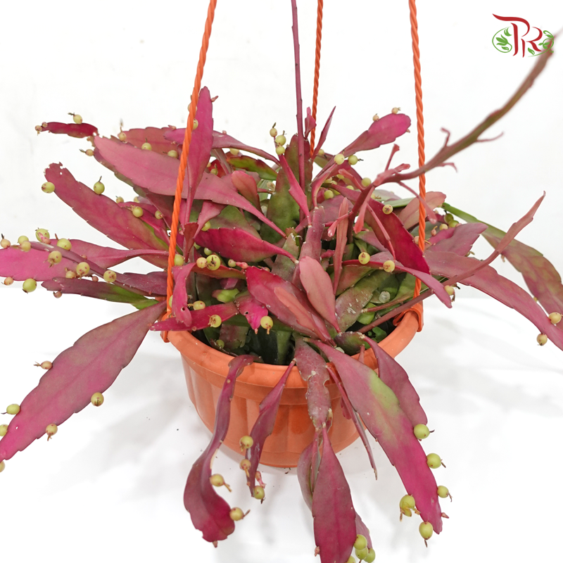 Pseudorphipsalis P170《发财红珍珠》