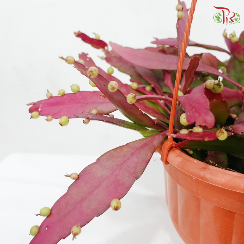 Pseudorphipsalis P170《发财红珍珠》