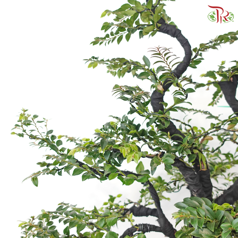 Pterocarpus 《小叶紫檀》(S) - 1 Stain