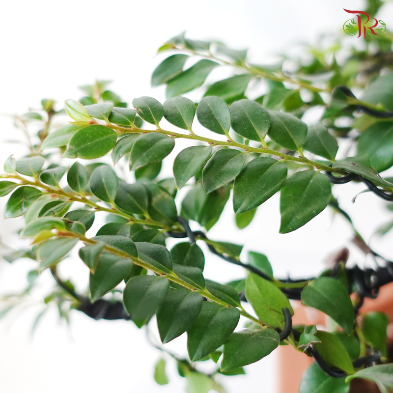 Pterocarpus 《小叶紫檀》(S) - 1 Stain