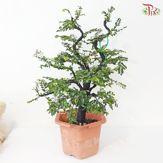 Pterocarpus 《小叶紫檀》(S) - 1 Stain