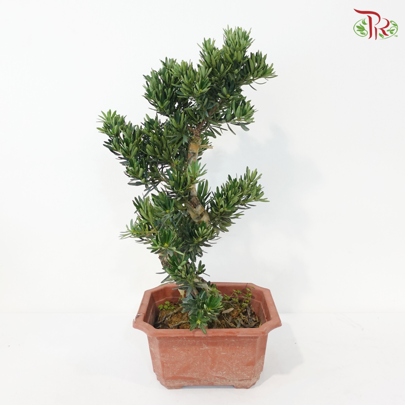 Podocarpus《菊花罗汉松》