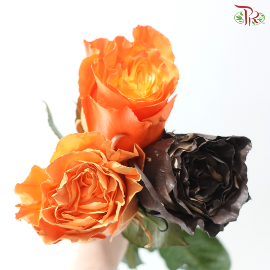 Star Rose - Pumpkin Spice Star (23-25 Stems)