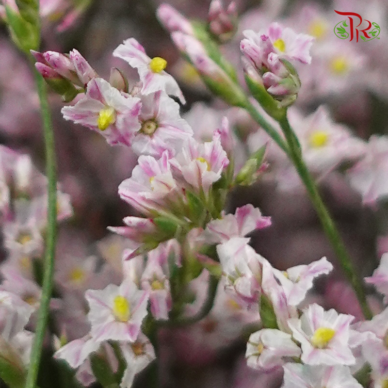 Caspia - Light Pink (Per Bunch) - Pudu Ria Florist
