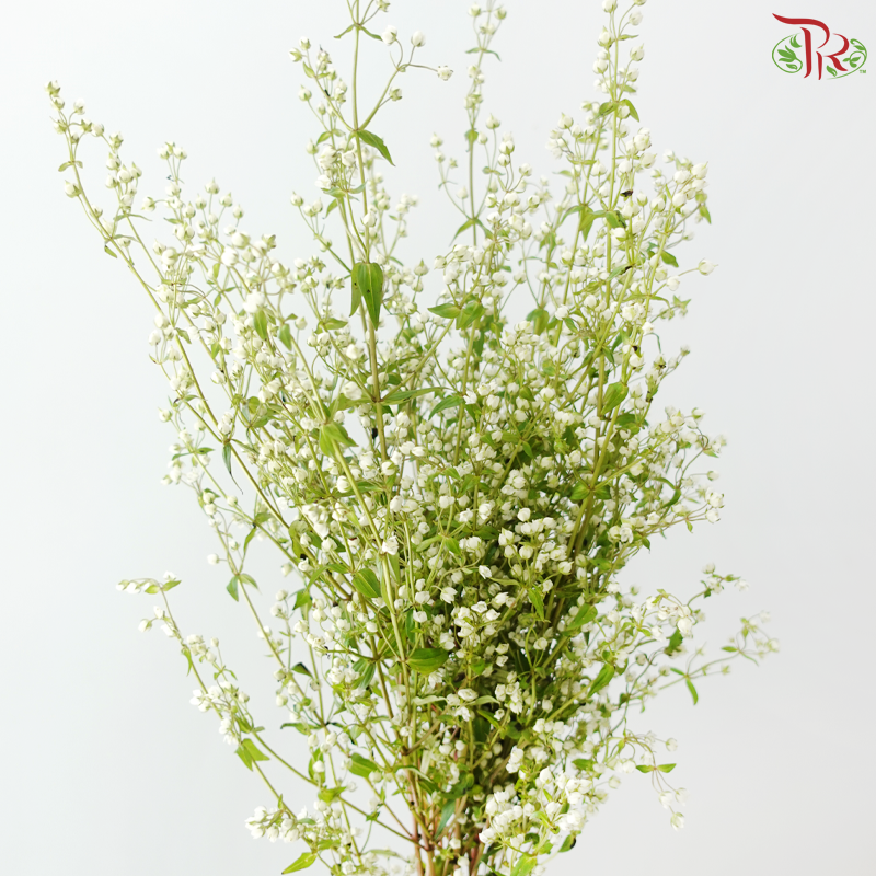 Purple Star - White (Per Bunch)