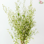 Purple Star - White (Per Bunch)