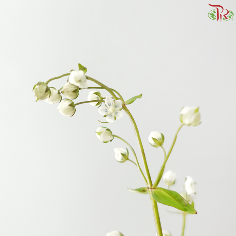 Purple Star - White (Per Bunch)