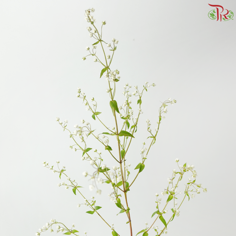 Purple Star - White (Per Bunch)