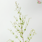 Purple Star - White (Per Bunch)