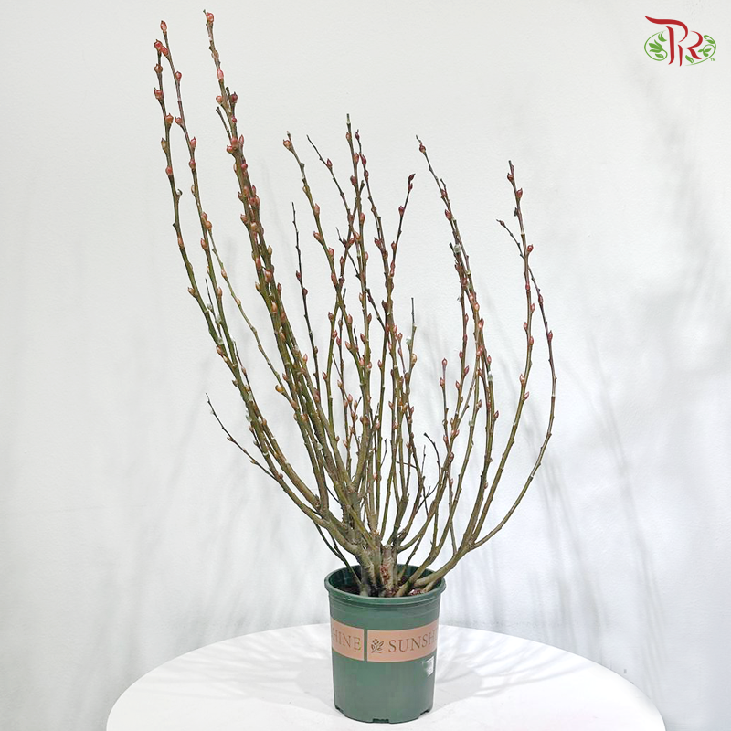 Pussy Willow Plant《银柳》