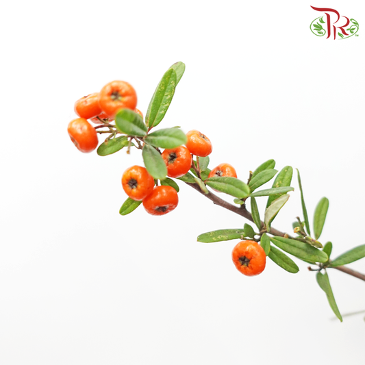 Pyracantha - Orange (Huo Bao Guo) (Per Bunch) - Pudu Ria Florist