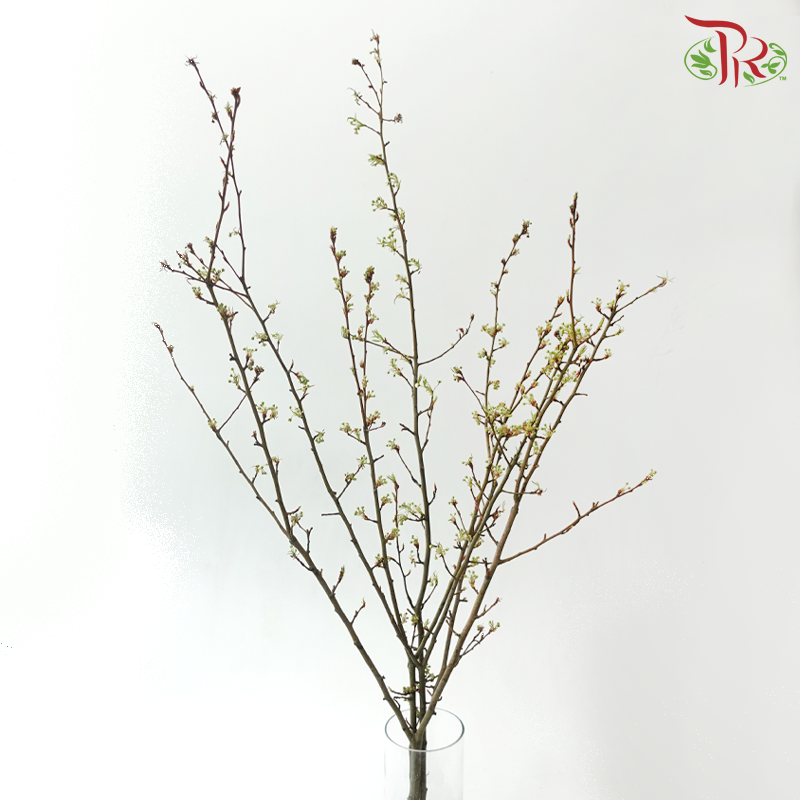 Pyrus Pashia (Per Bunch)