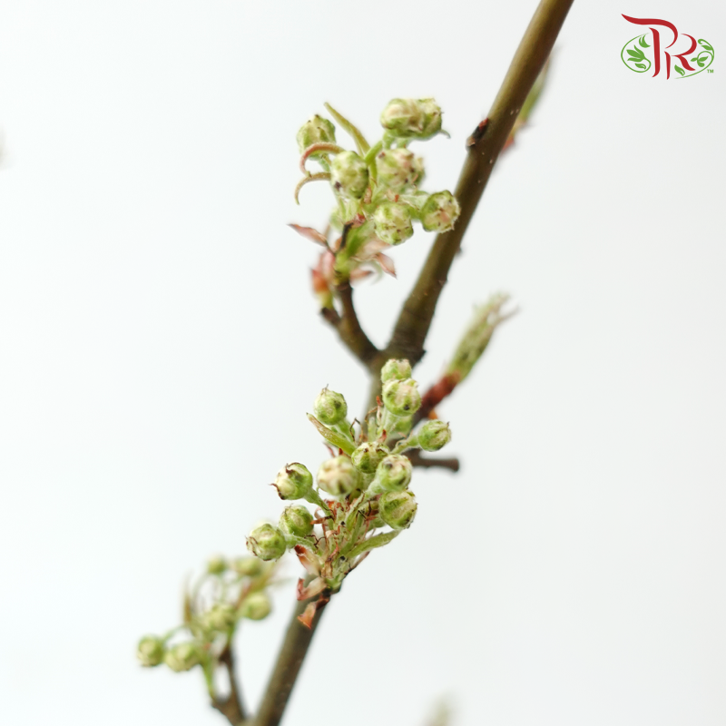 Pyrus Pashia (Per Bunch)