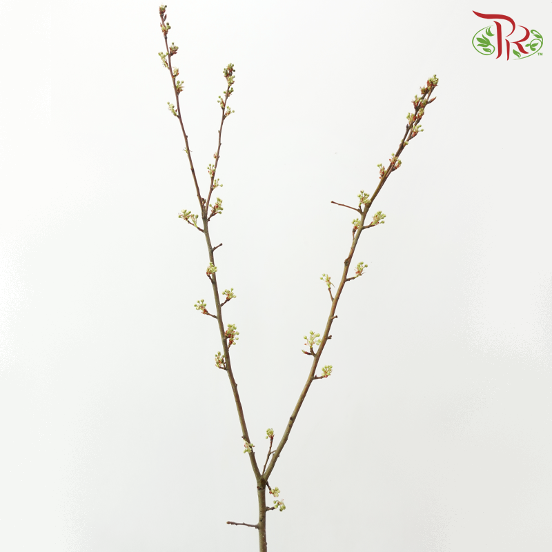 Pyrus Pashia (Per Bunch)