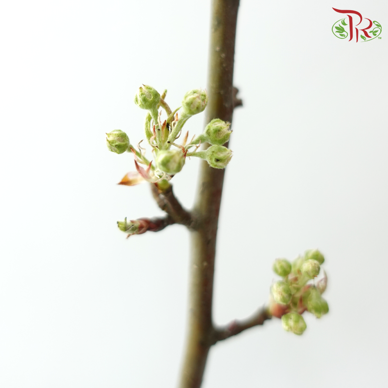 Pyrus Pashia (Per Bunch)